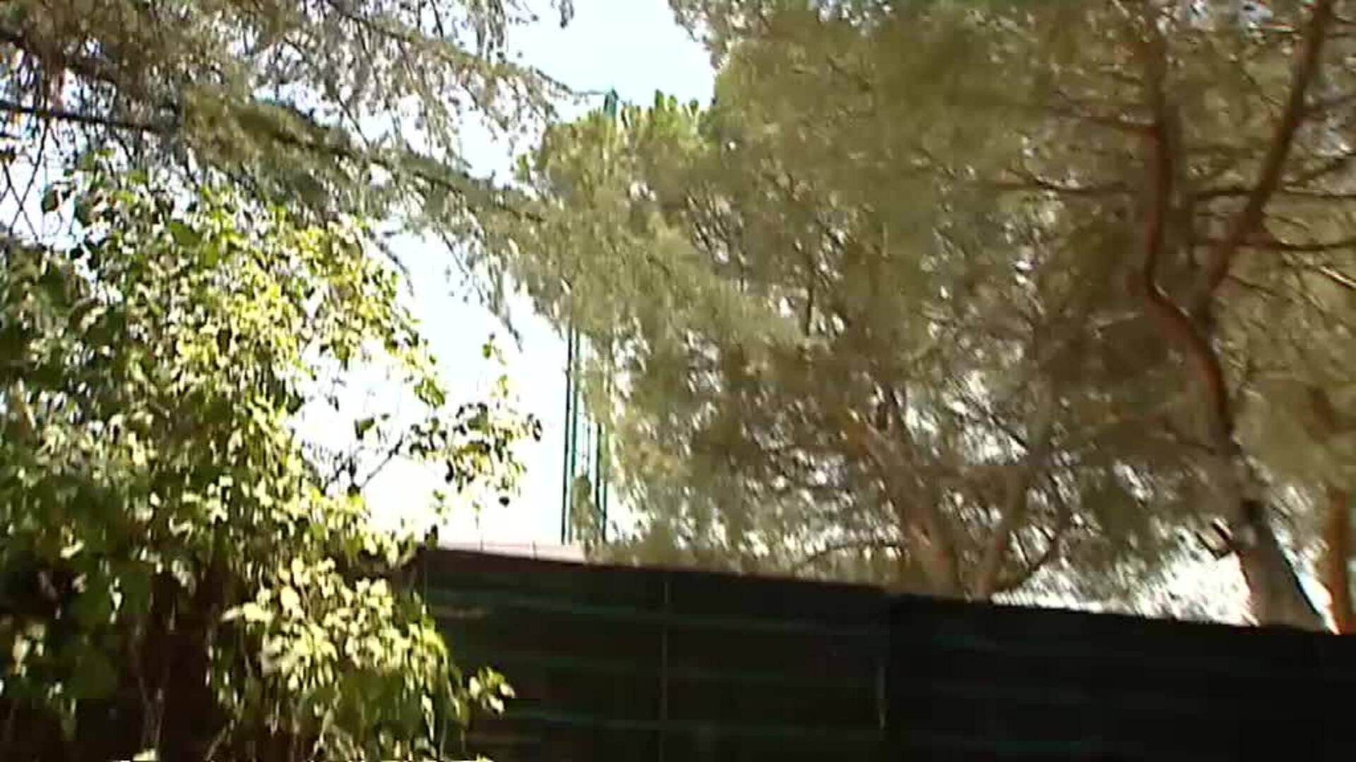 El Ayuntamiento de Alcobendas multa a Sergio Ramos por la tala de encinas centenarias