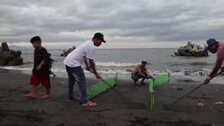 Crías de tortuga son liberadas en Filipinas en la víspera del Día Mundial del Agua