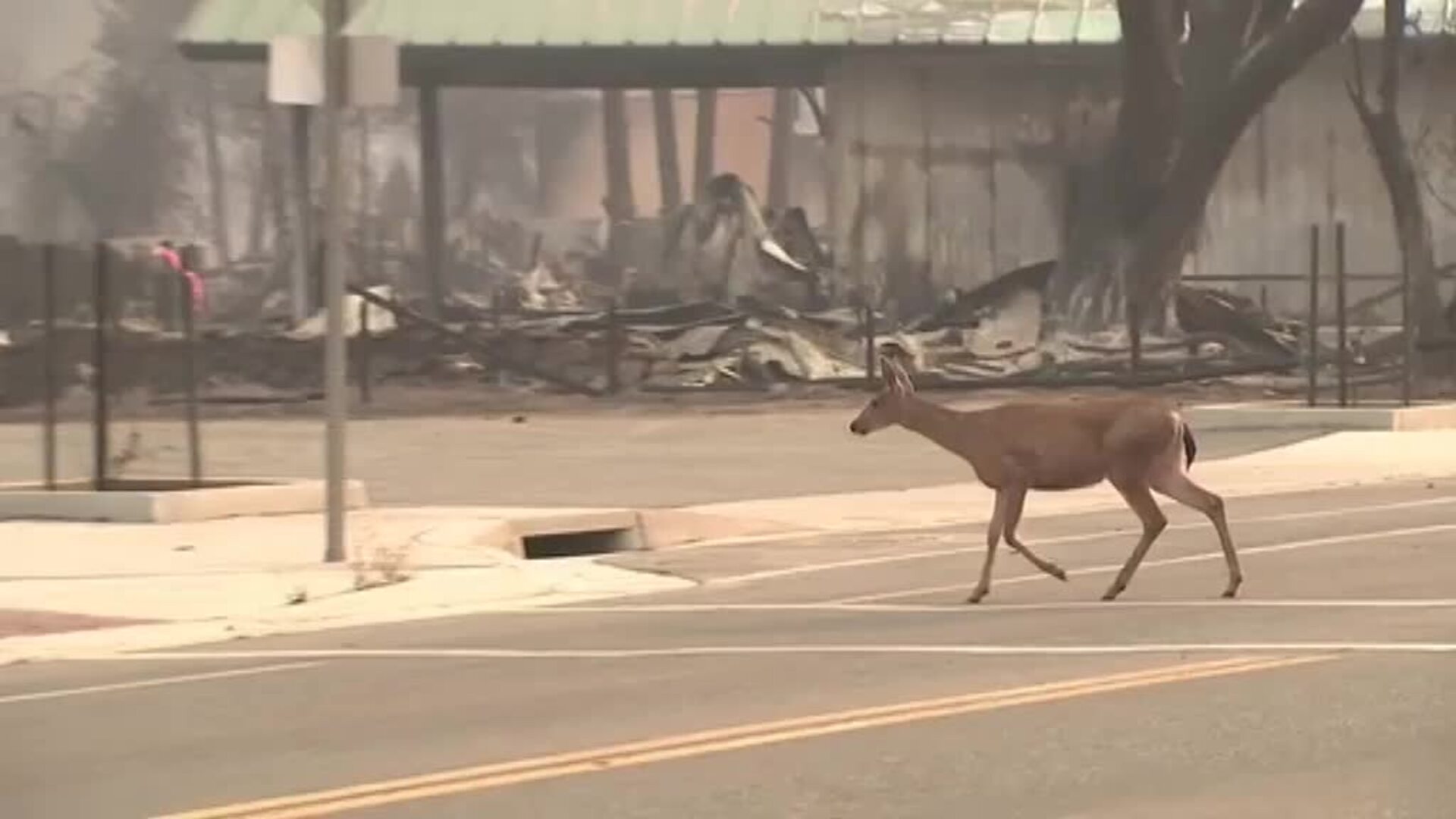 El incendio más devastador de los últimos años sigue activo