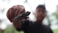 Decenas de crías de tortuga son liberadas en Filipinas