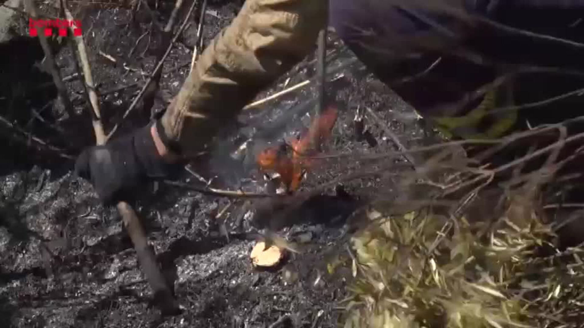 El incendio de Llançà avanza con el aumento de las rachas de viento y las altas temperaturas