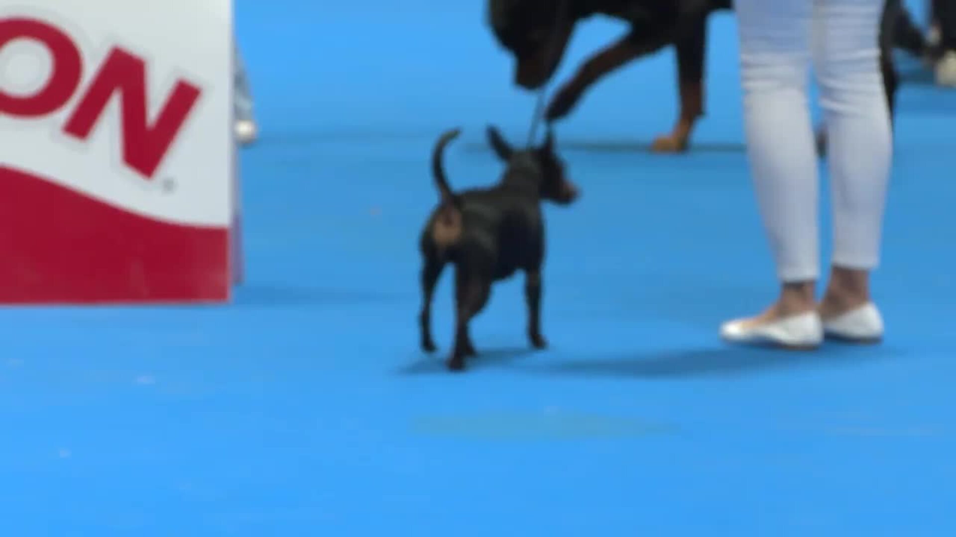 World Dog Show se despide en Ifema tras un fin de semana repleto de actividades