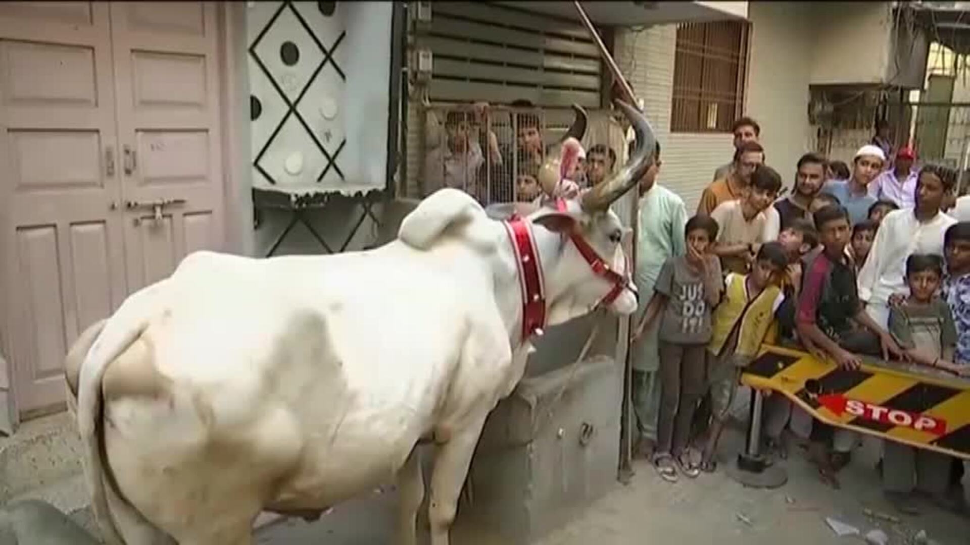 Karachi inicia la previa del festival del sacrificio colgando del aire a bueyes de 500 kilos