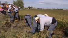 Los arrozales valencianos celebran la fiesta de la siega tradicional