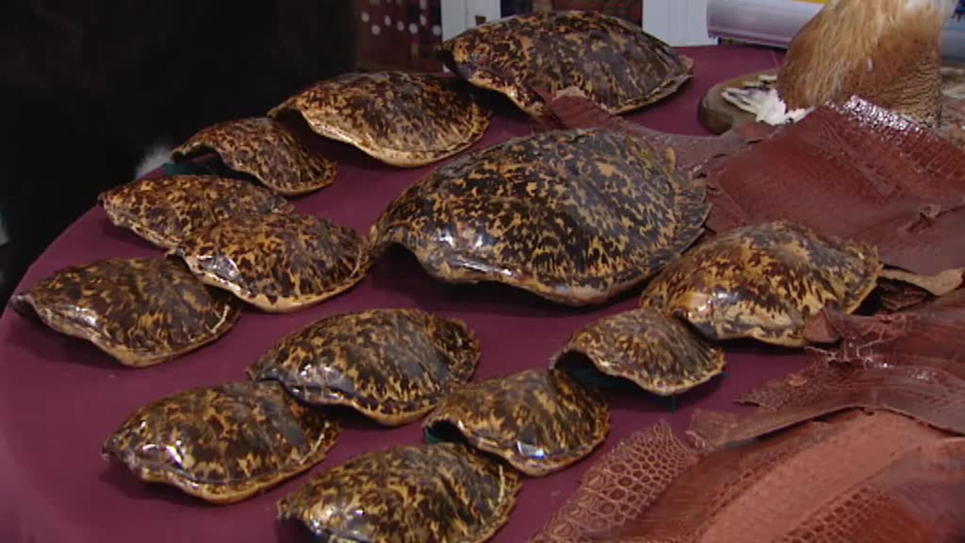 203 personas detenidas por tráfico de especies protegidas