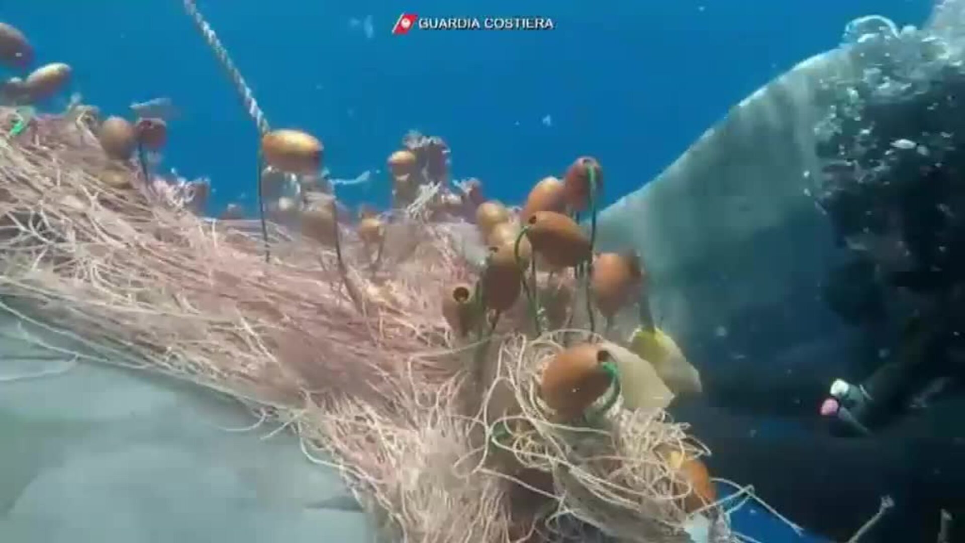 Liberan en Italia a una ballena atrapada en una red de pescador ilegal