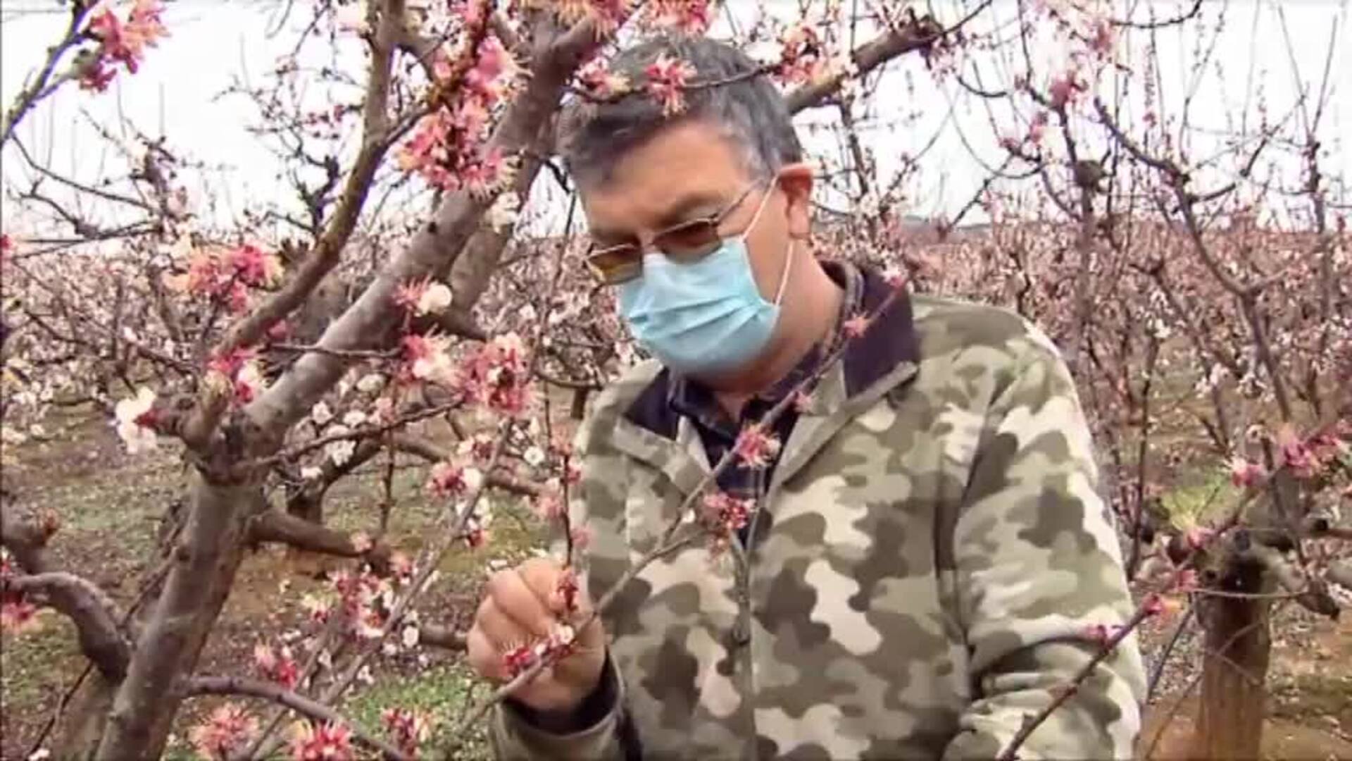 Llegan a España miles de temporeras marroquíes con PCR negativa para trabajar en la fresa