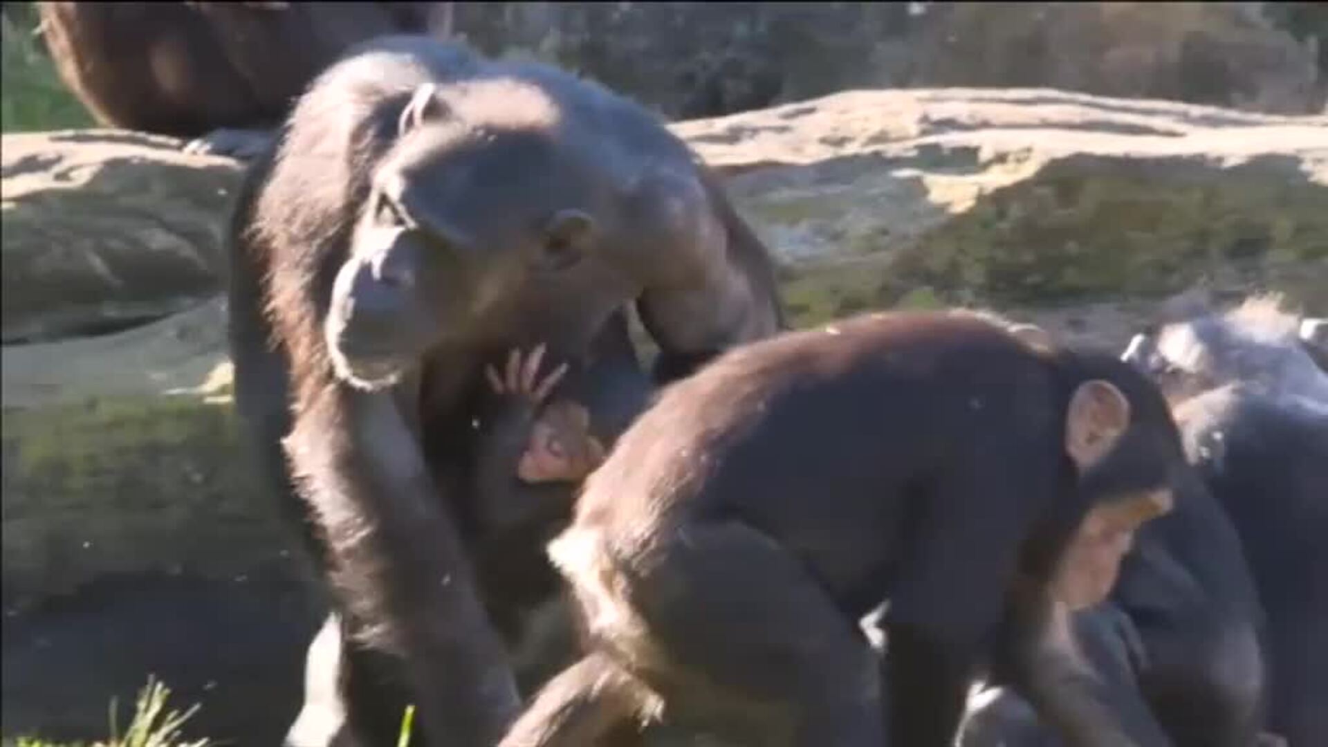 El zoo de Taronga en Sidney celebra el Día Mundial del Chimpancé con un nuevo miembro