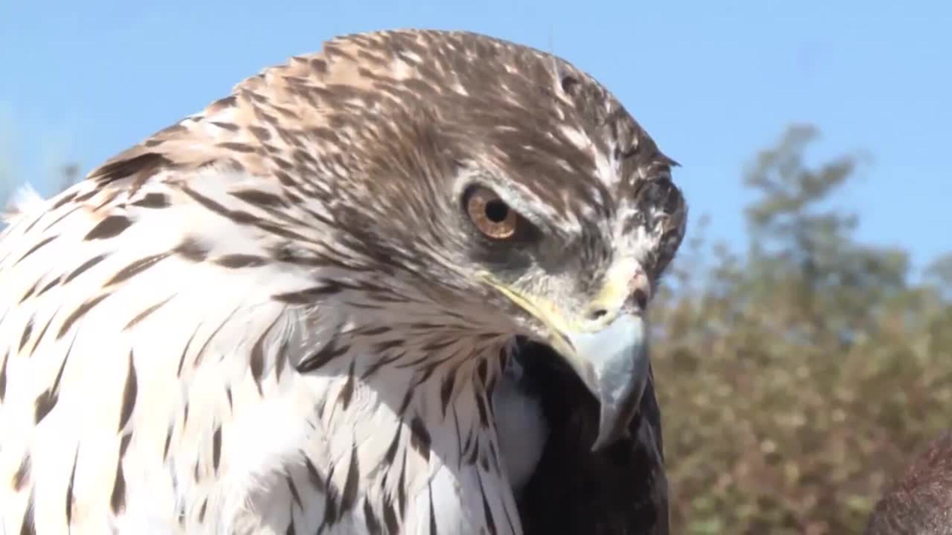 AMUS libera dos águilas tras rehabilitarlas en su hospital