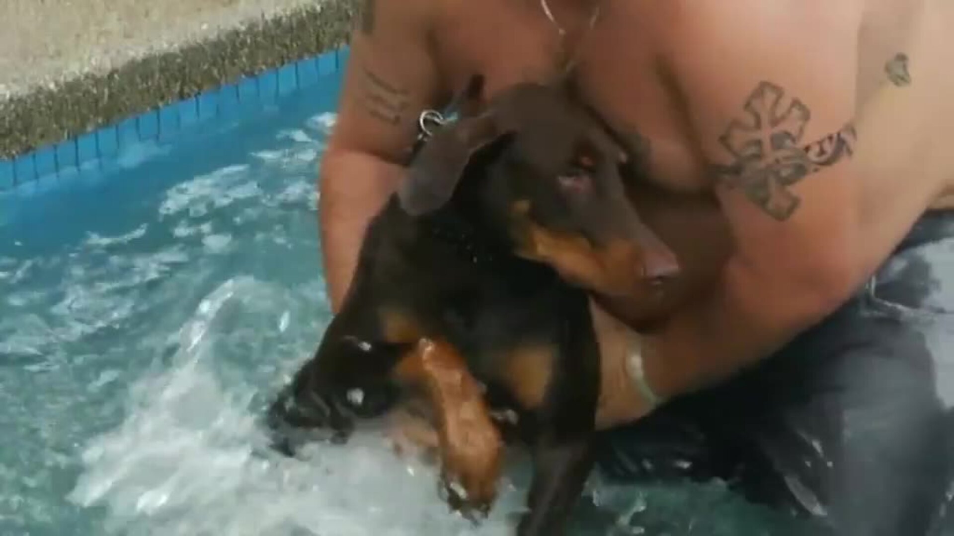 Fiesta de la piscina para perros en Caracas