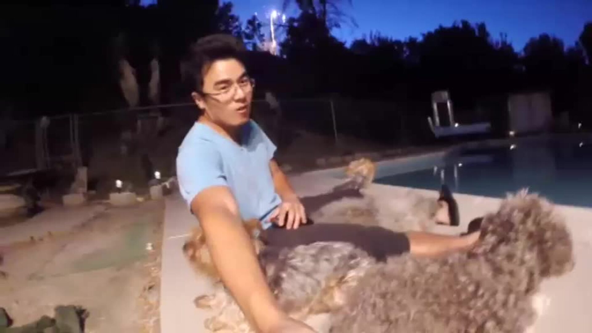 Los perros perciben el ruido de los petardos tres veces más fuerte que los humanos