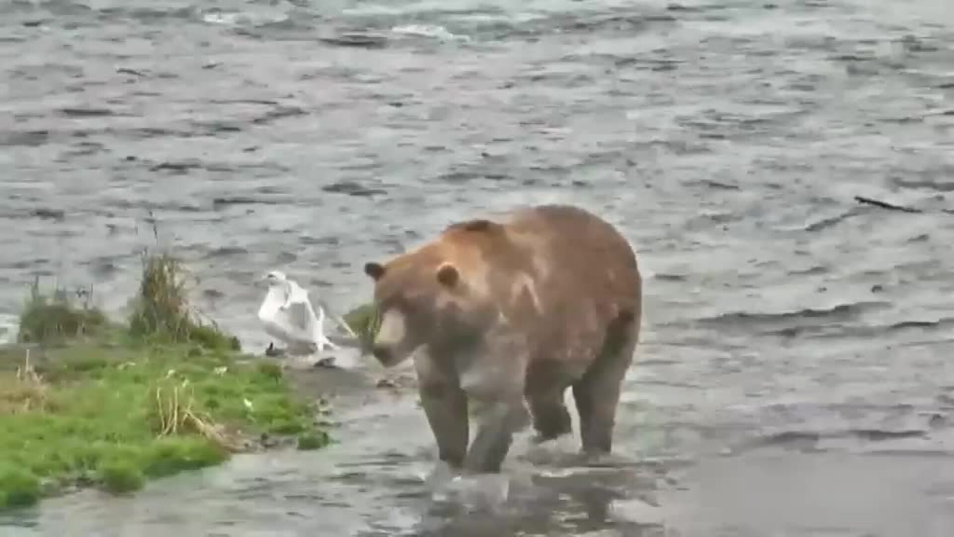 Otis, el oso más &quot;hermoso&quot; de Alaska