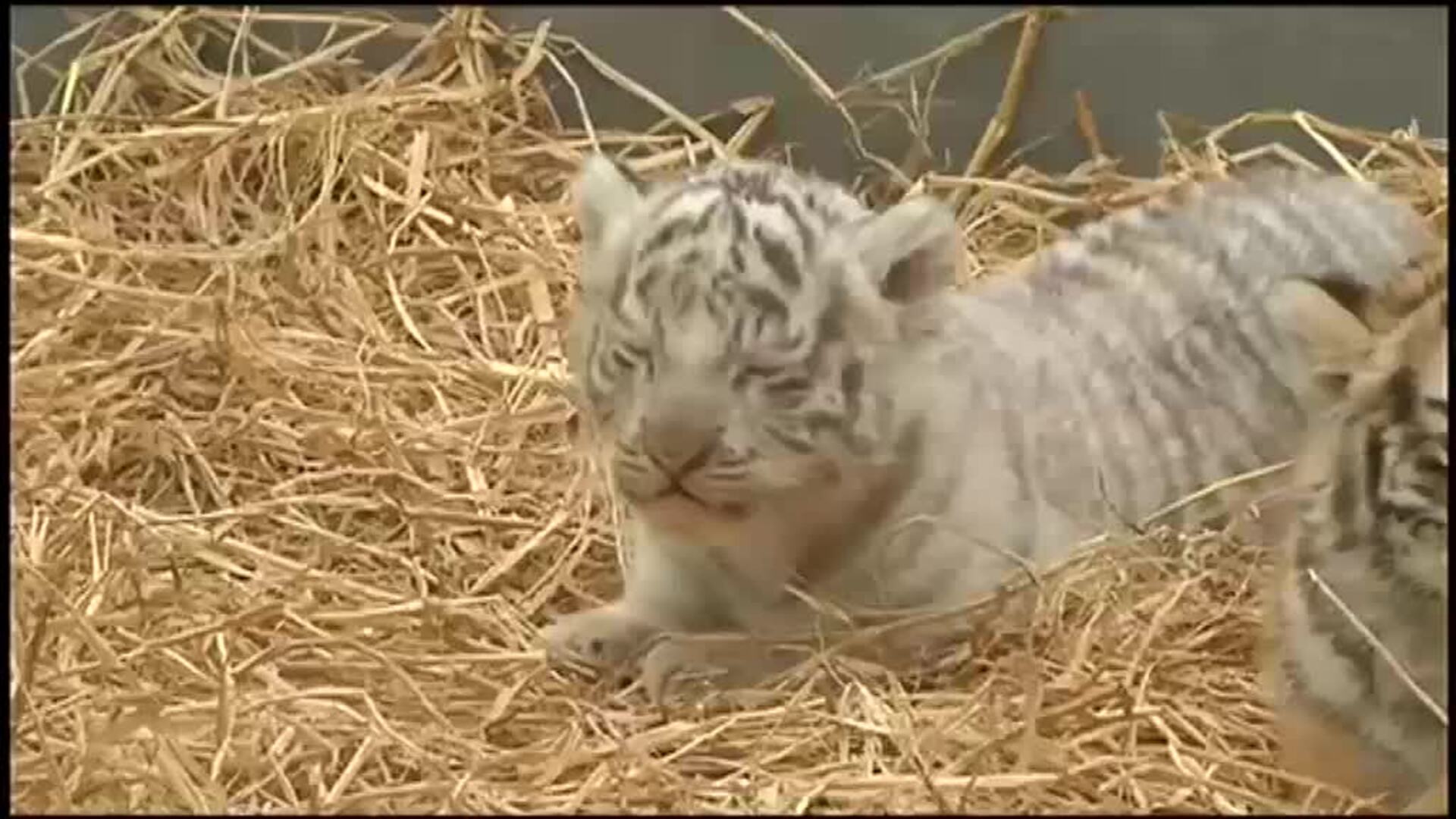 El zoológico de Lima presenta tres tigresas de bengala nacidas en cautiverio