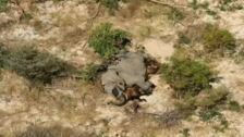 Resuelto el misterio detrás de la muerte en masa de elefantes en Botsuana