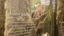 Parque Pumalín, el tesoro de conservación legado por Tompkins en la Patagonia chilena