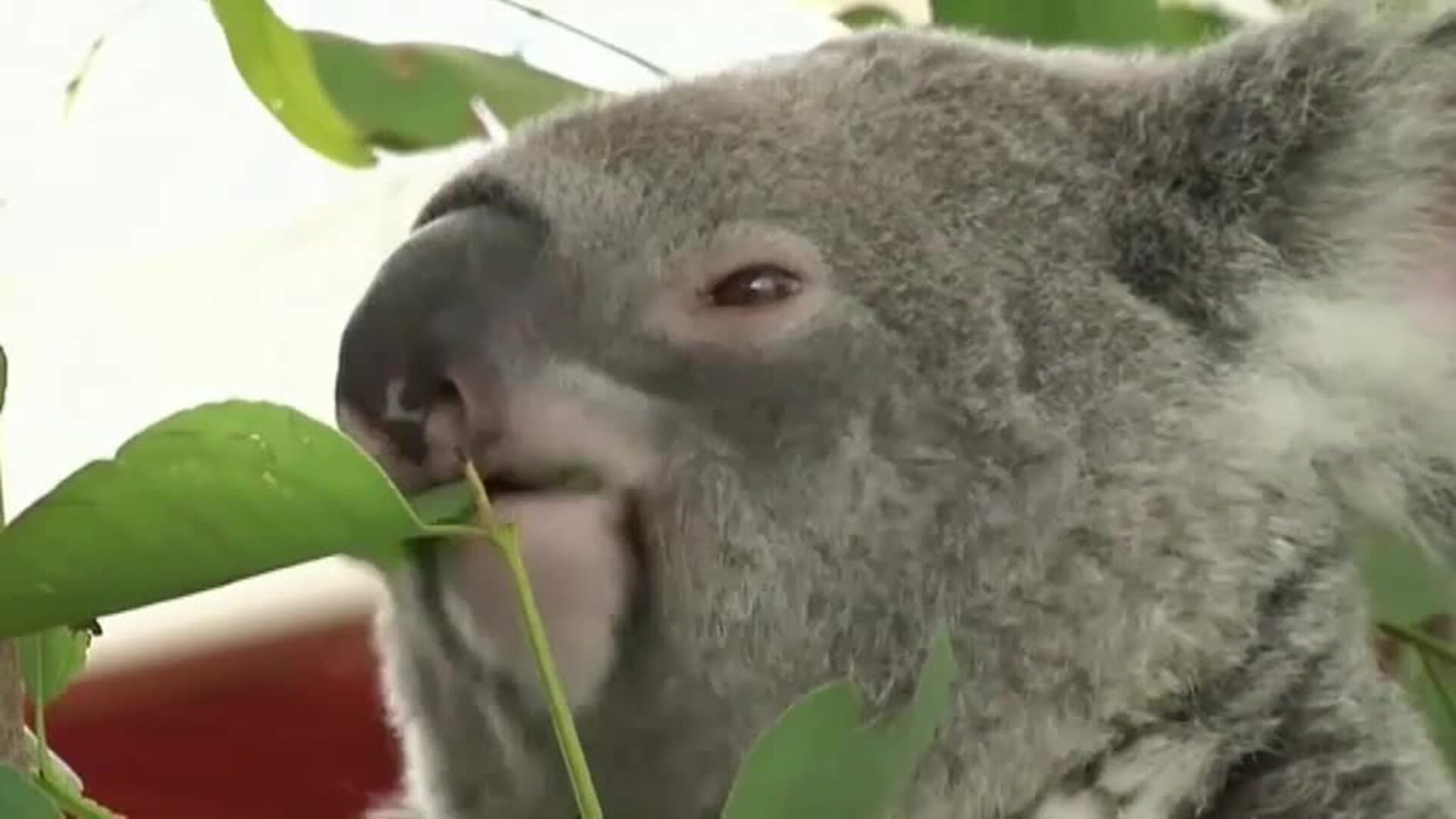 La población de koalas en Australia ha disminuido hasta un 30% este año