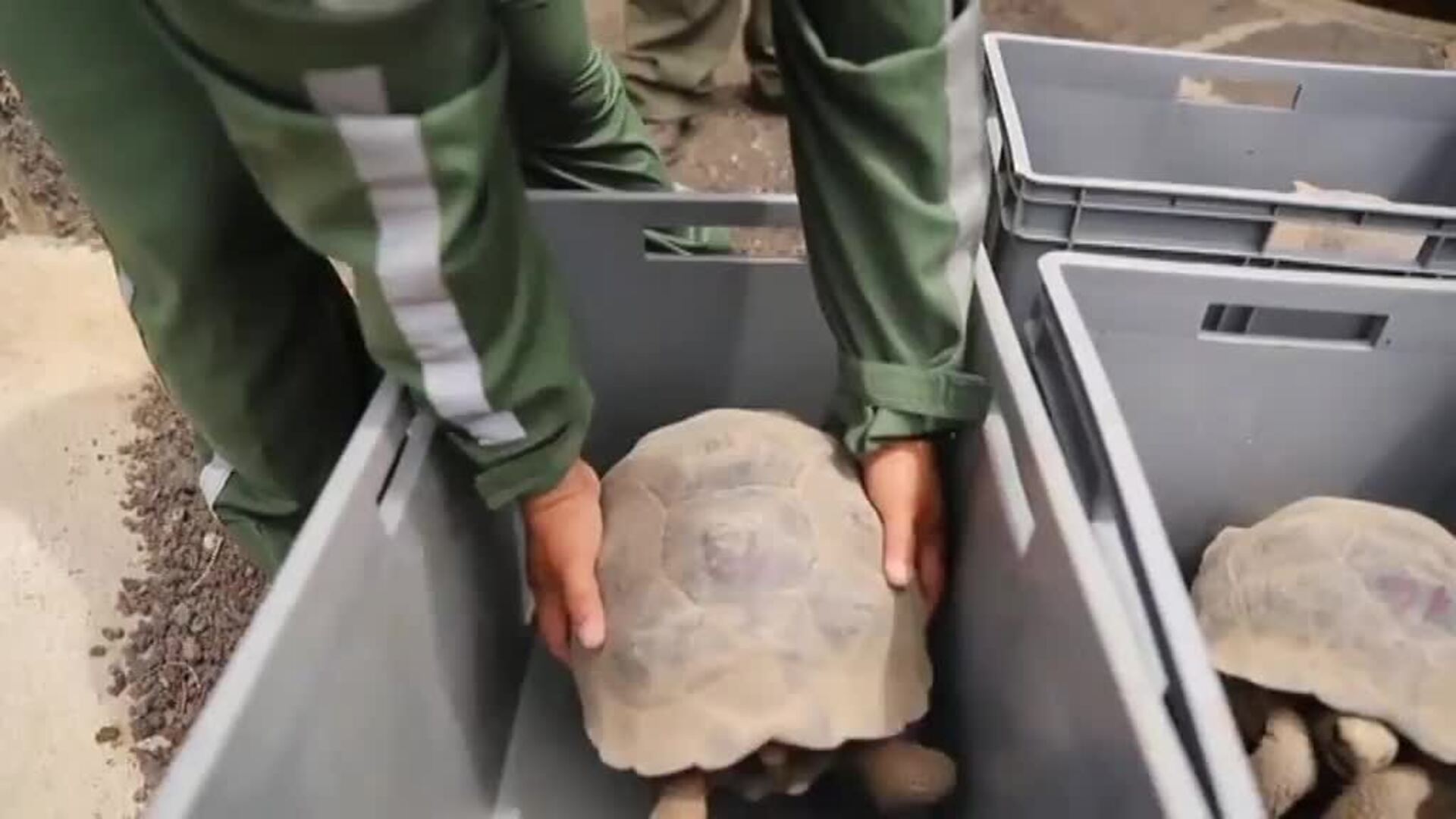 Liberan a 43 tortugas en medio de la naturaleza de las Islas Galápago