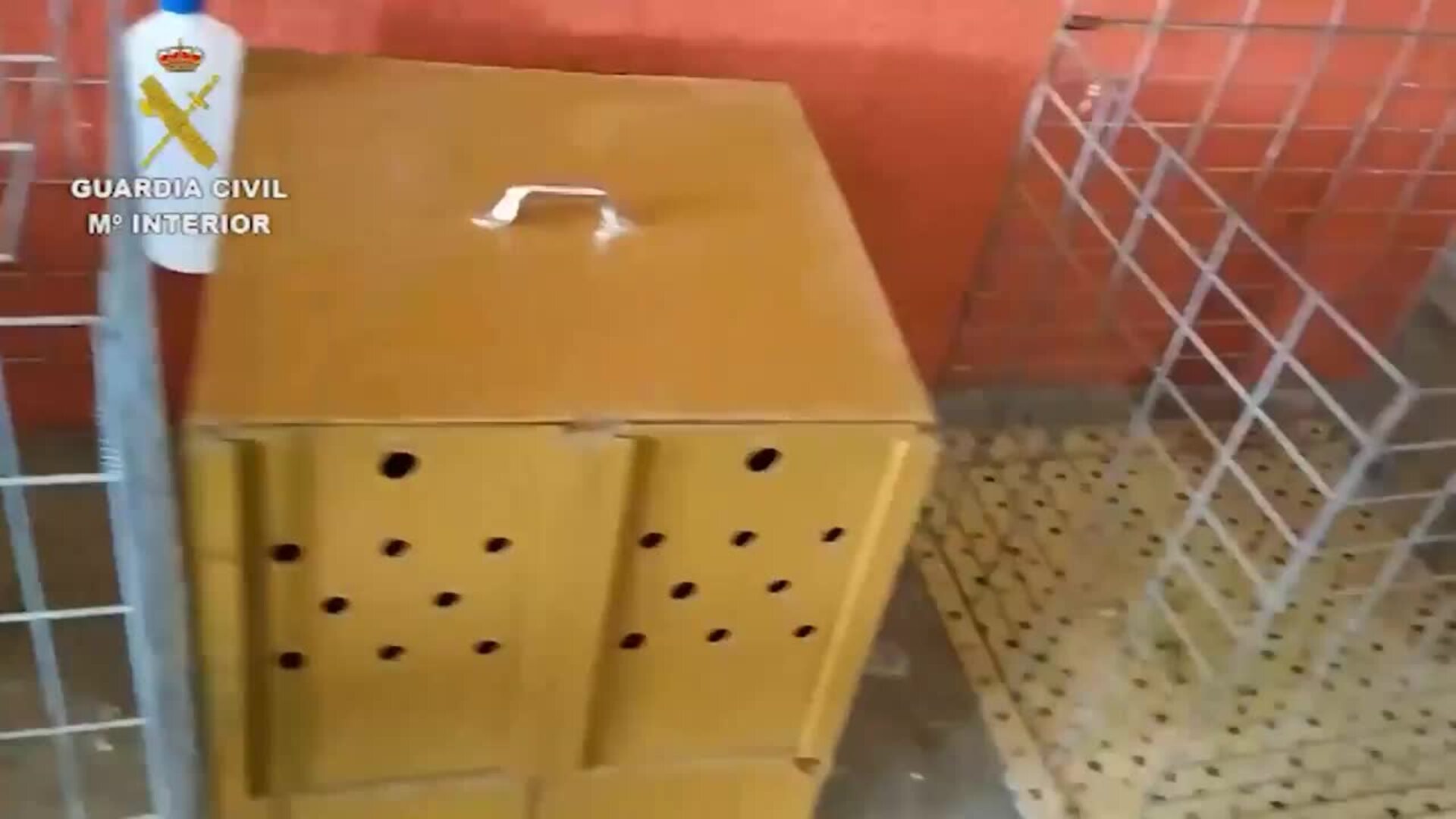 Desmantelada una multitudinaria pelea de gallos