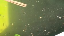 Descienden los casos de fiebre chikunguña en la provincia china de Cantón