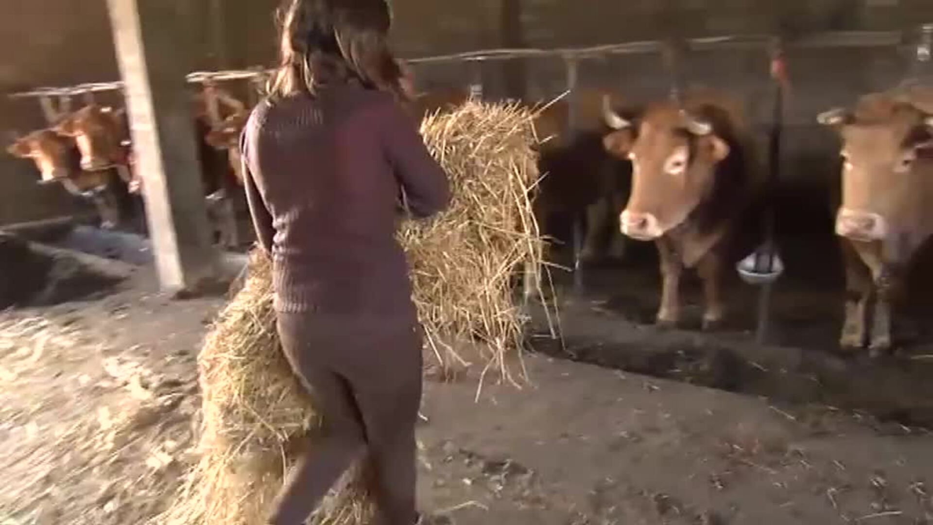 Acuerdo en el sector cárnico para que las granjas se sometan a controles que garanticen el bienestar animal en todo el proceso de producción