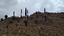 Bolivia tiene en marcha un proyecto para preservar la emblemática puya raimondii
