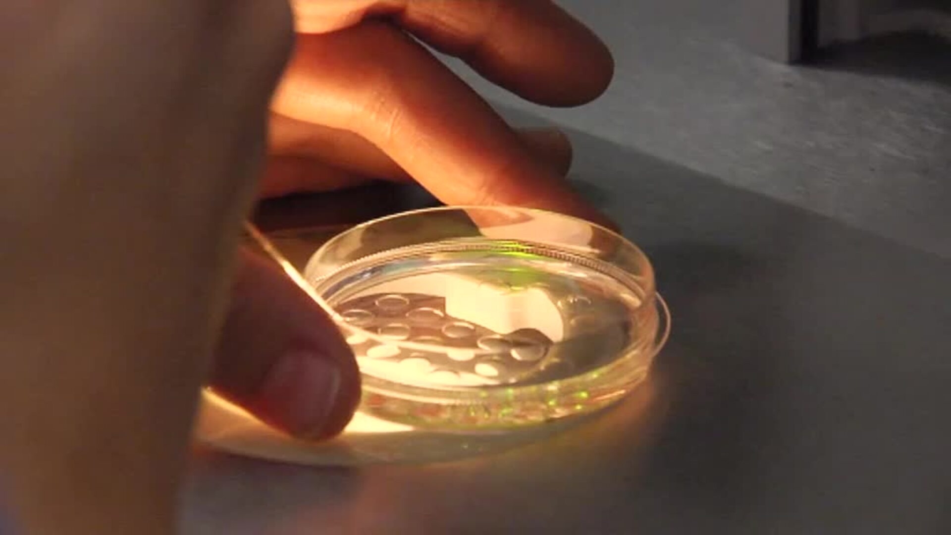 Más de 600.000 embriones sobrantes en clínicas no tienen destino