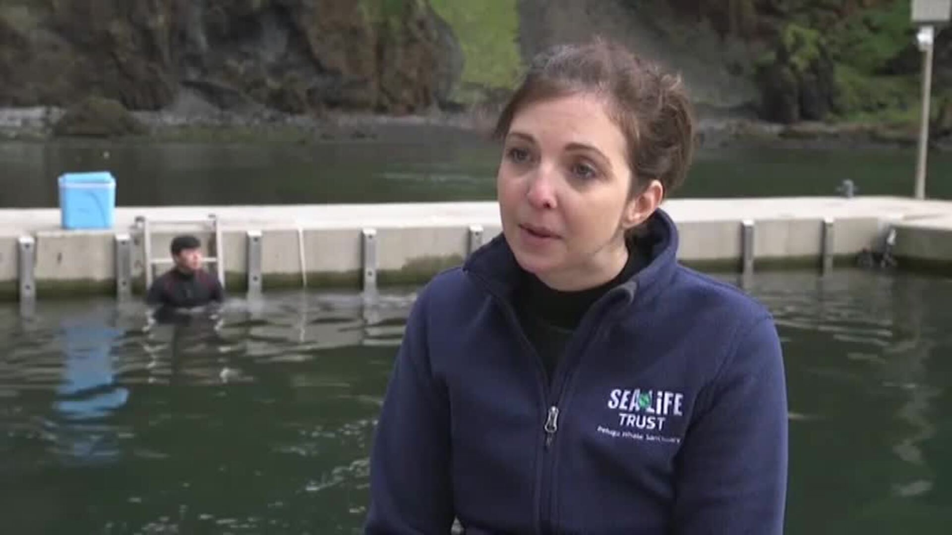 Liberan dos ballenas belugas en la bahía de Klettsvik, en Islandia