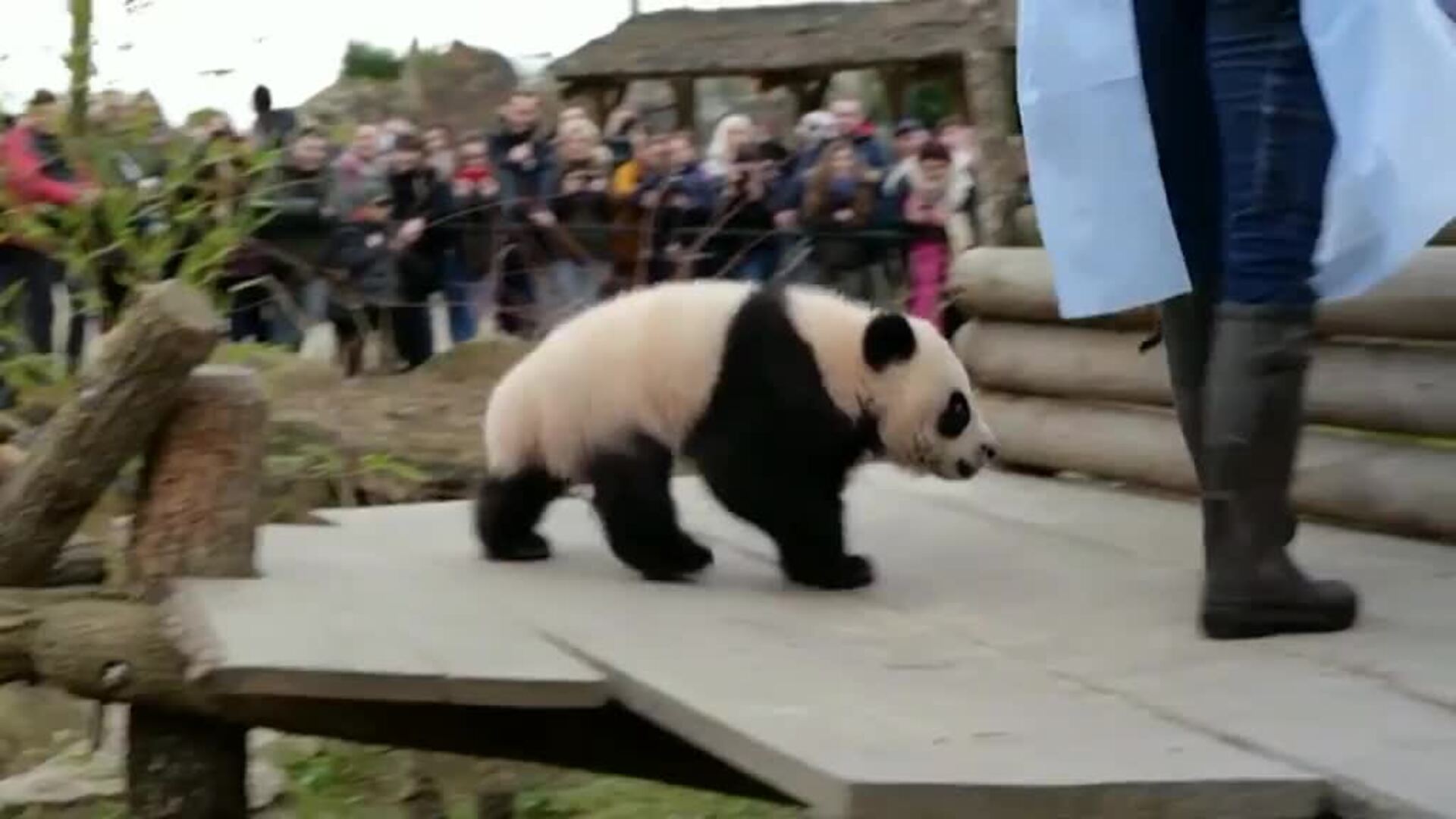 Dos crías de oso panda del zoo francés de Beauval exploran el mundo por primera vez