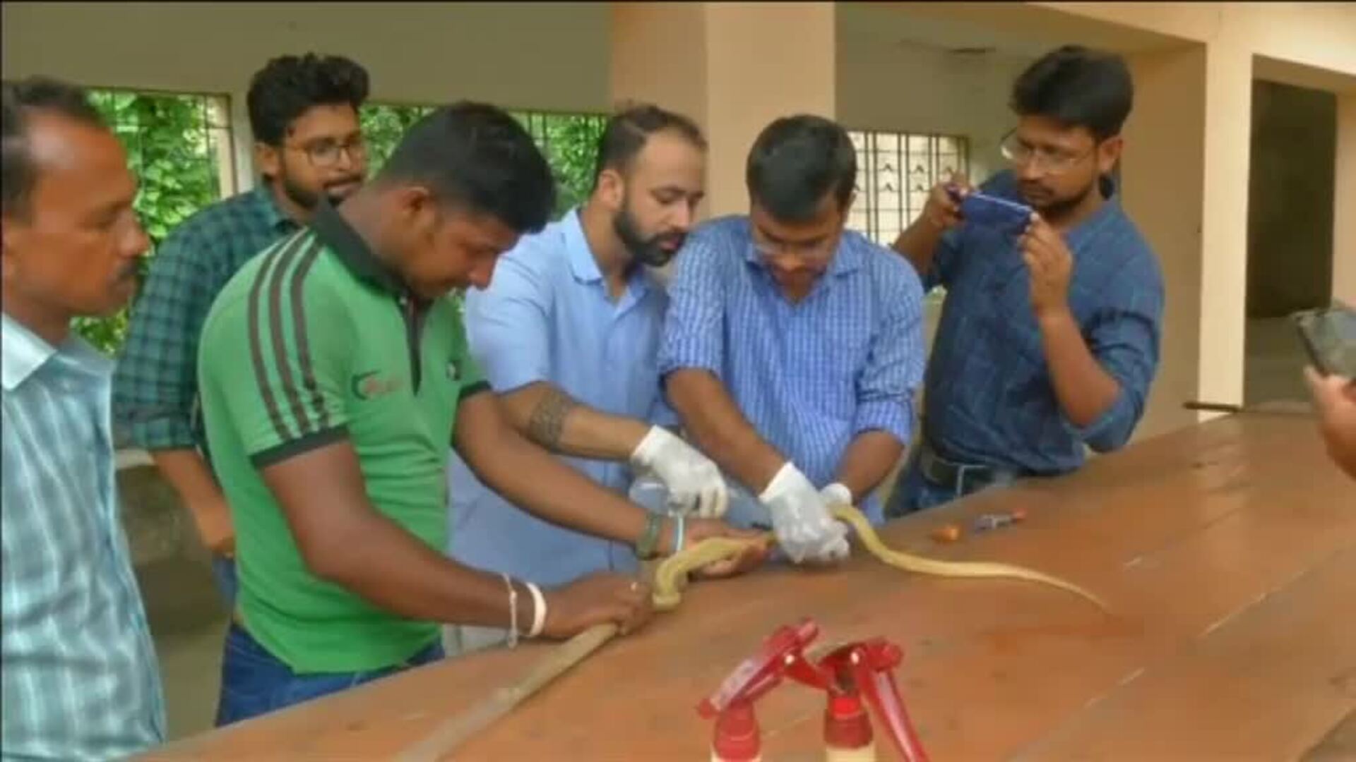 Veterinarios salvan a una cobra atravesada por una flecha en la India