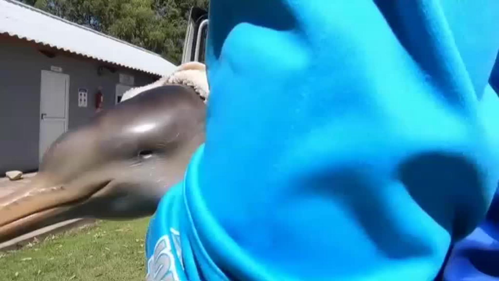 Rescatan a un delfín recién nacido en Argentina