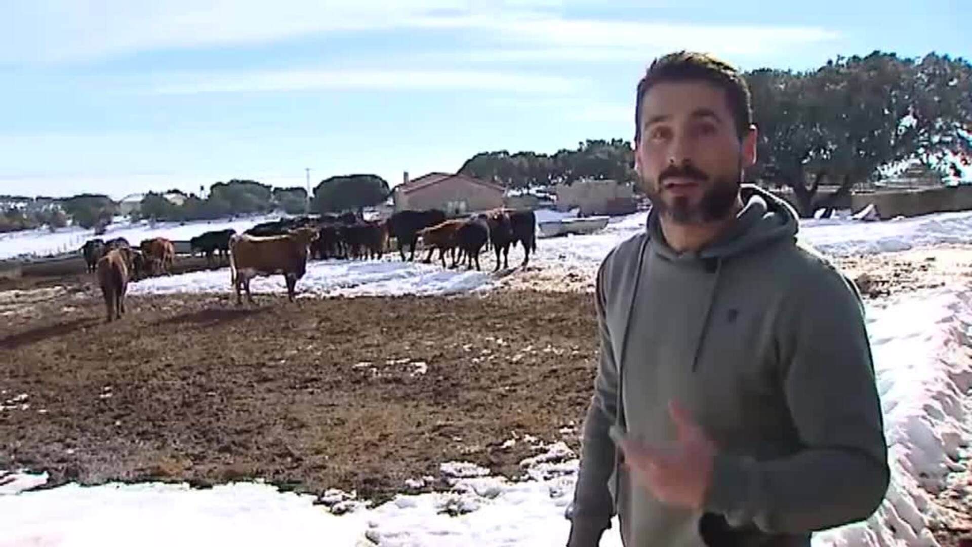 &#039;Filomena&#039; golpea con crudeza al sector ganadero de Madrid