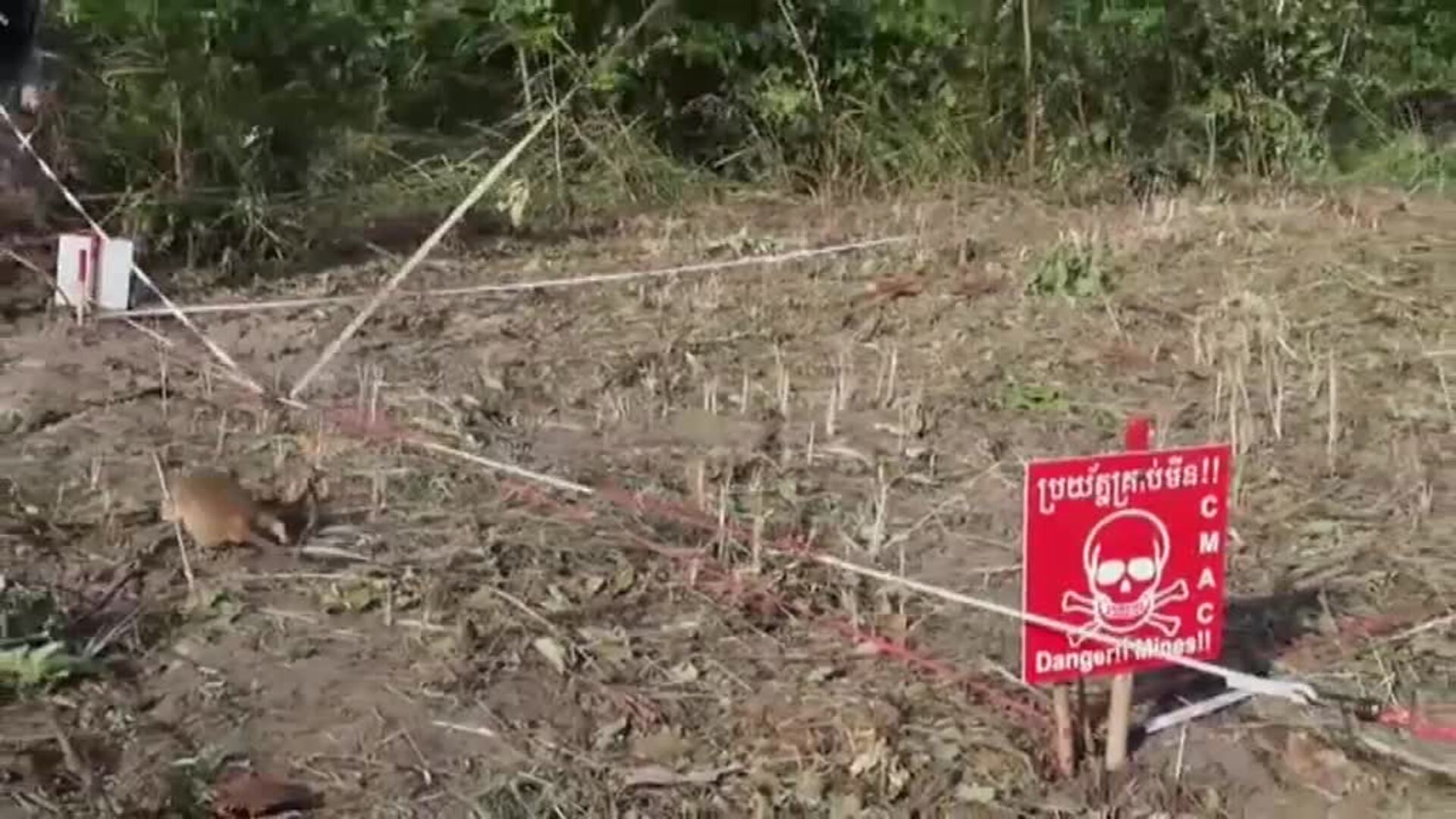 Una ONG británica concede a una rata gigante la medalla de oro por valentía al detectar minas terrestres en Camboya