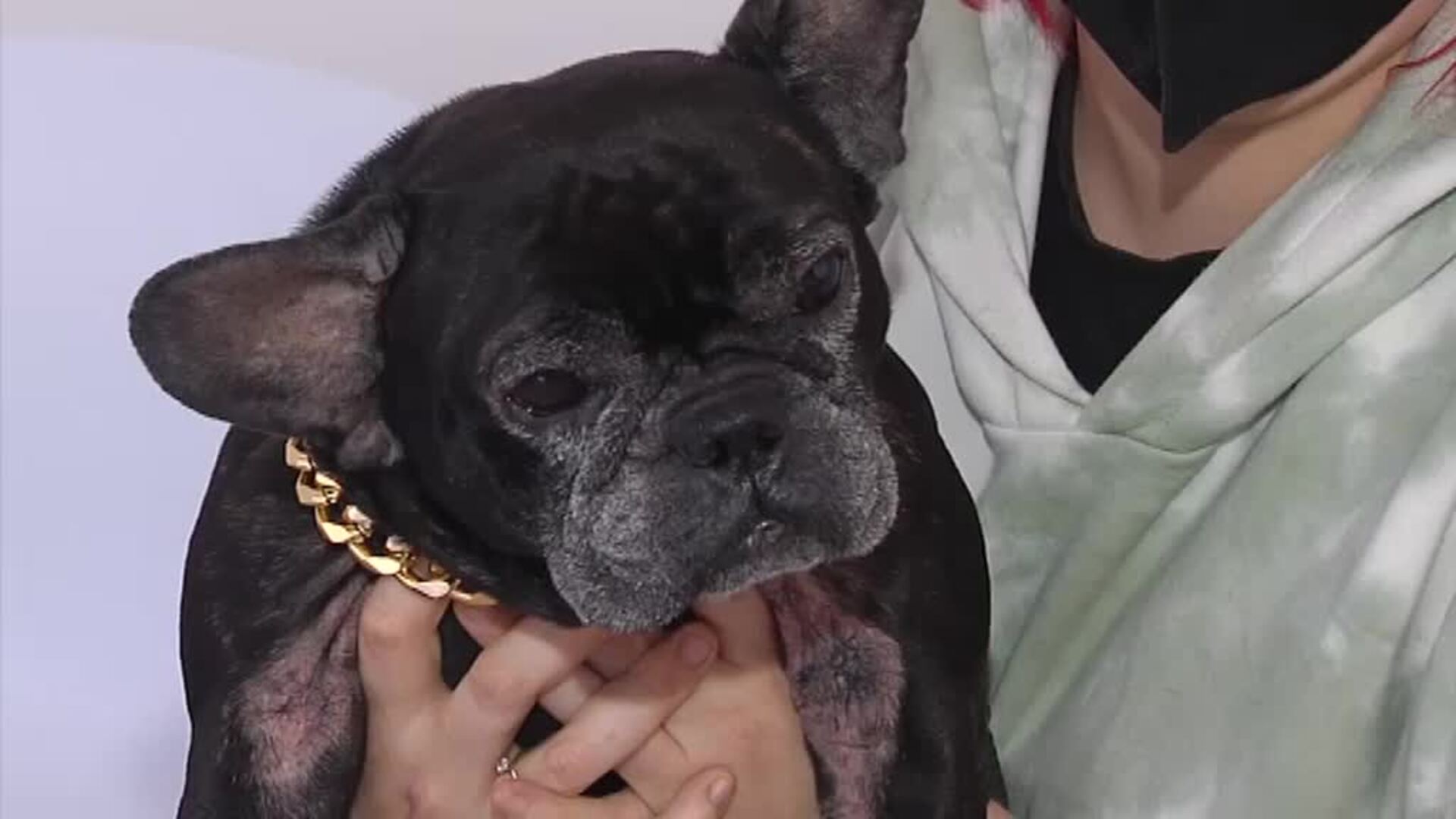 El ruido de un petardo es para un perro como una bomba