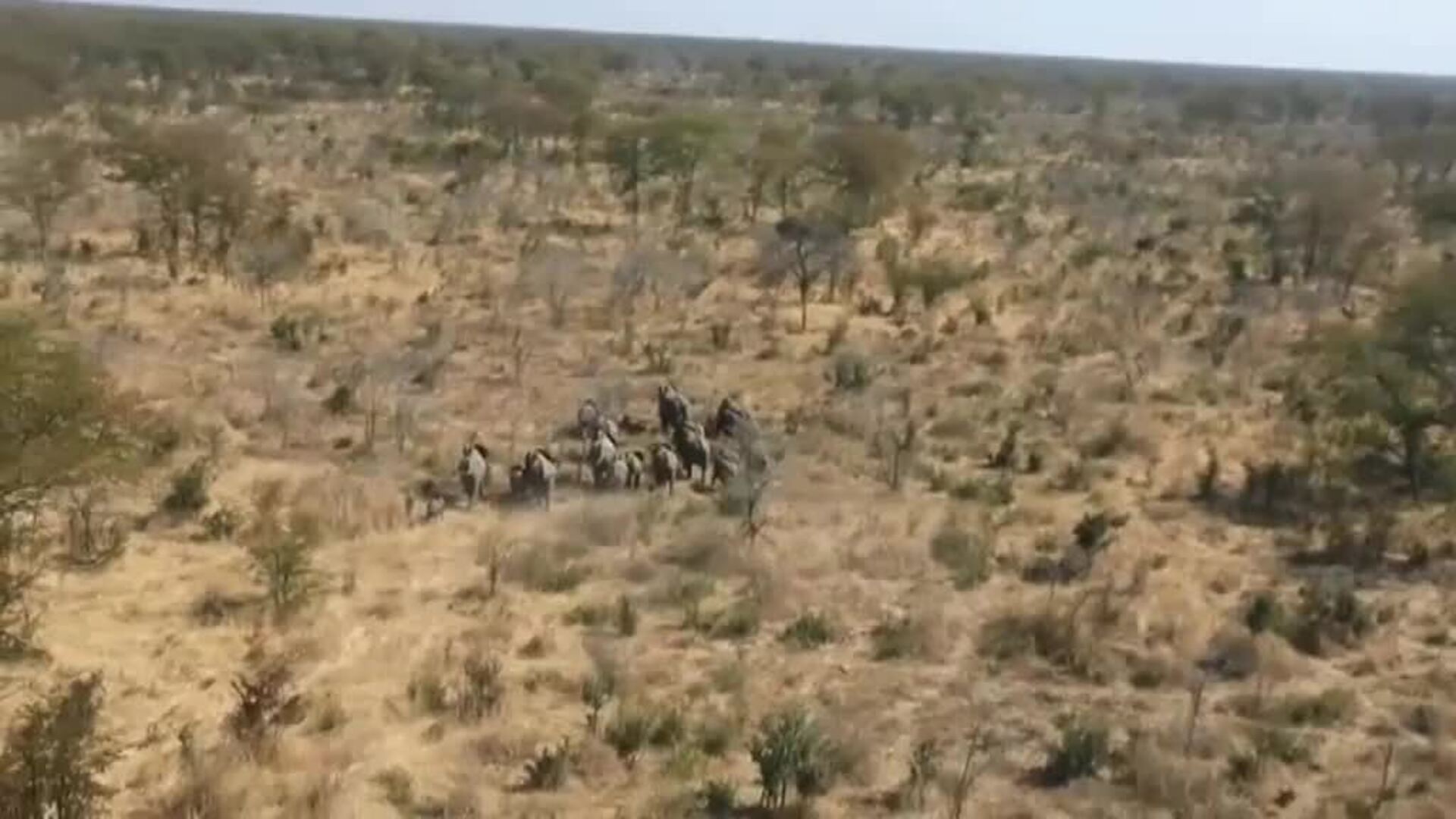 La muerte de centenares de elefantes en Bostwana sigue siendo un misterio