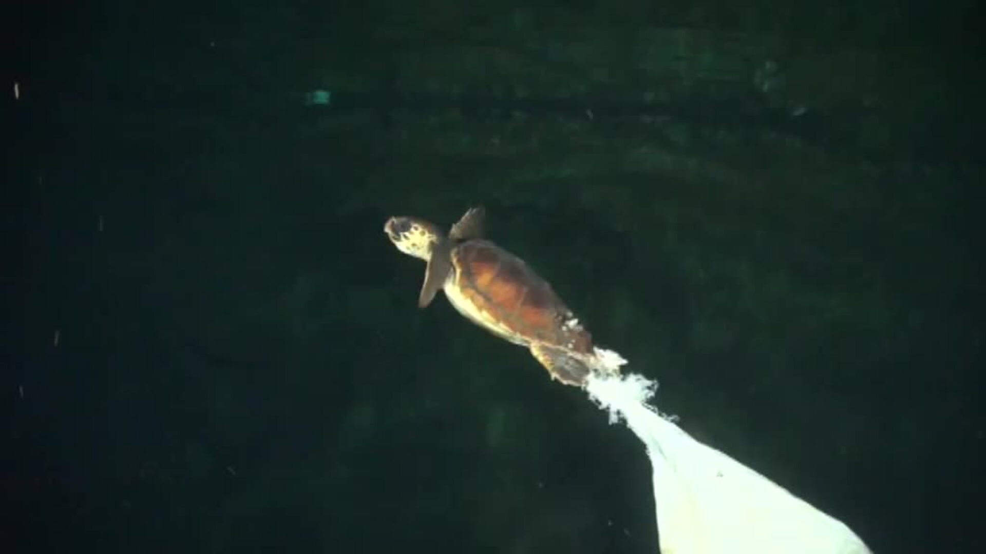 Plásticos en el mar a mil metros de profundidad