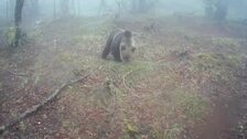 Documentan con un trabajo de tres años con cámaras de vídeo la fauna de un parque cántabro