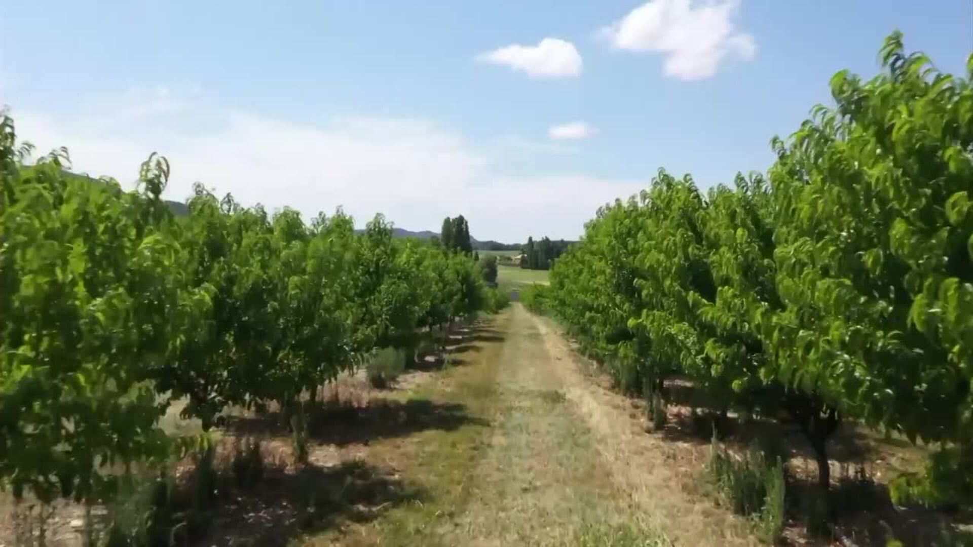 Reubicar cultivos haría retroceder 20 años las emisiones de carbono