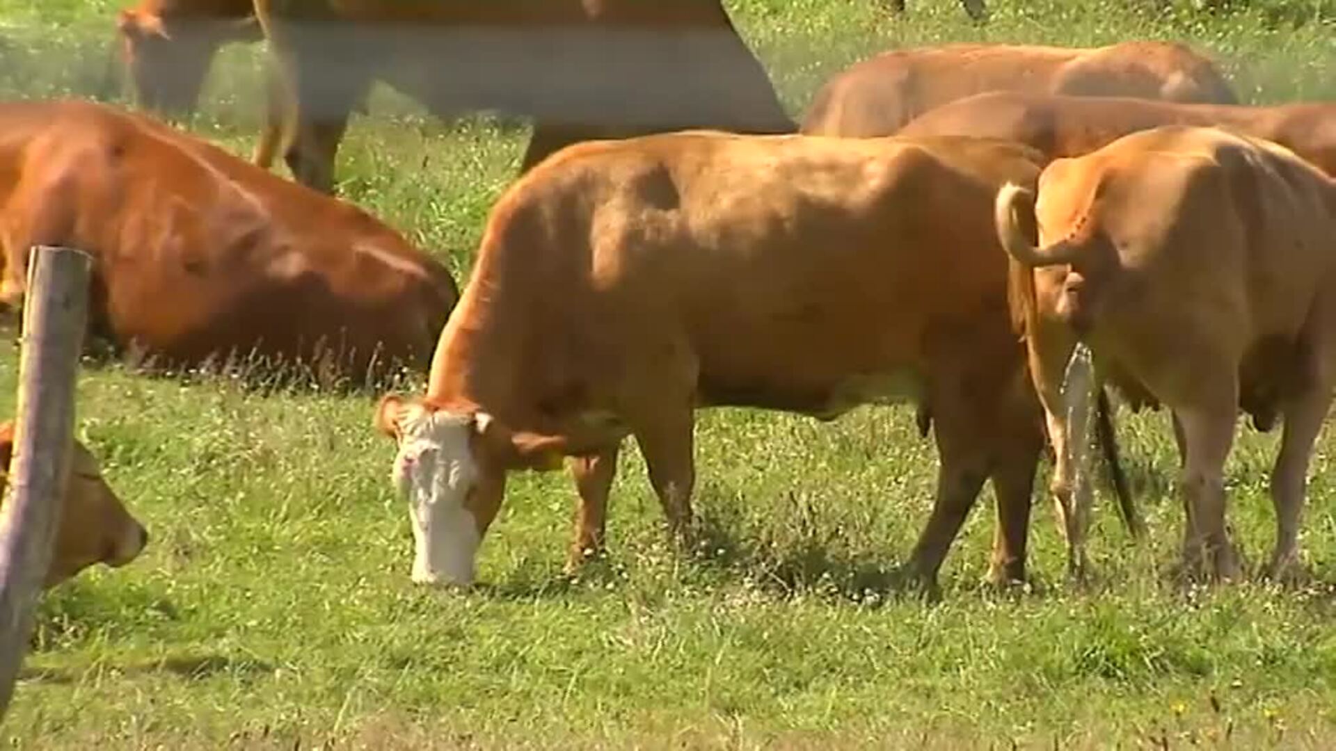 El ministro de Consumo critica las macrogranjas asegurando que exportan carne de mala calidad de animales maltratados