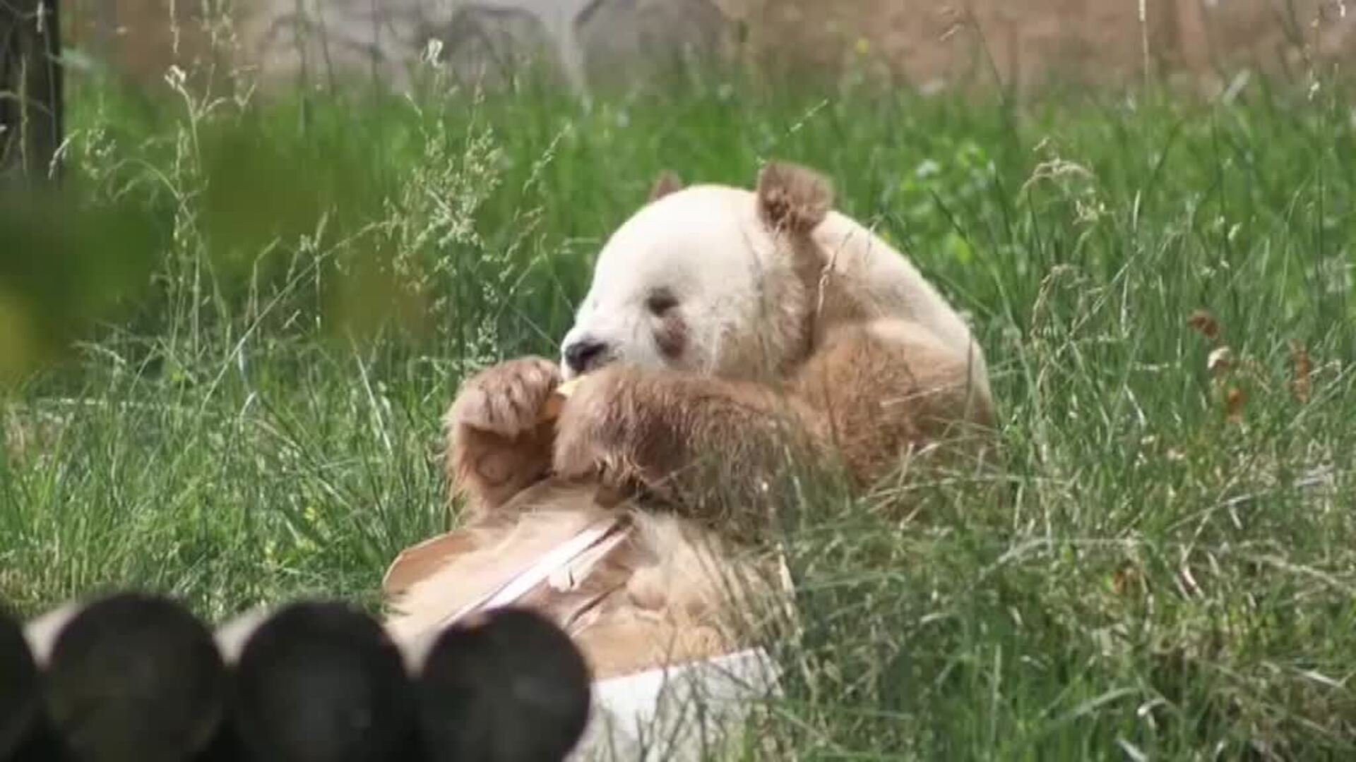 Qizai, el único oso panda gigante en cautividad del que depende su especie