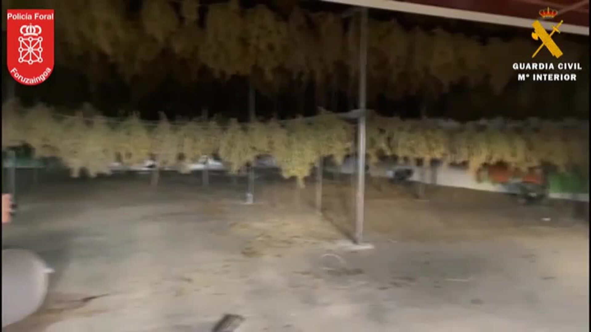 Desmantelada en Navarra la mayor plantación de marihuana de Europa