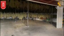 Desmantelan en Navarra la mayor plantación de marihuana de Europa