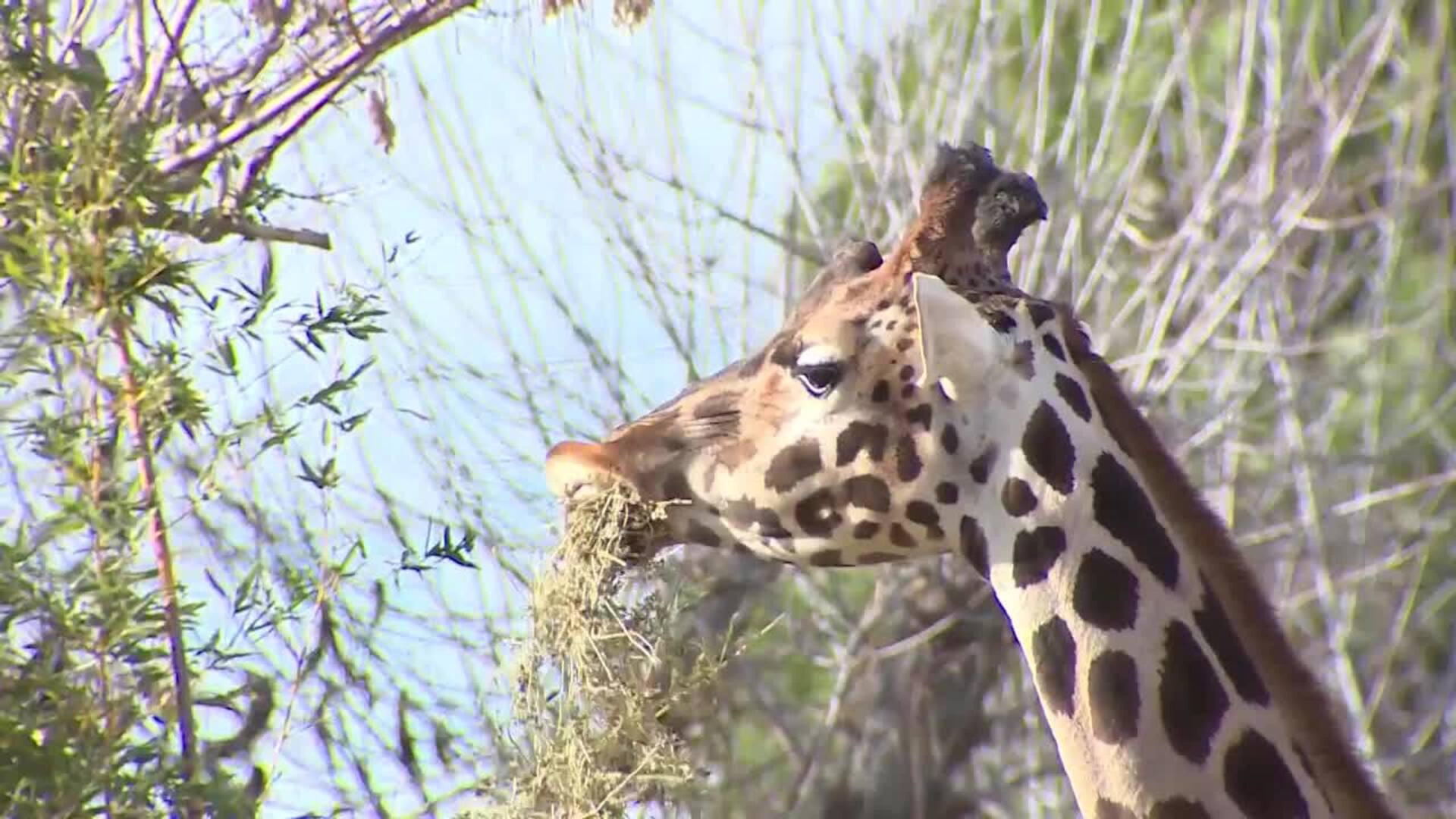 Expertos reclaman potenciar el papel de los parques zoológicos