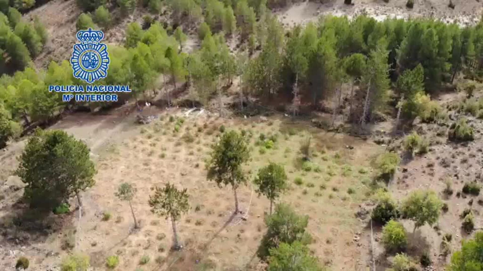 Desmantelada una plantación de marihuana en la Serranía de Cuenca