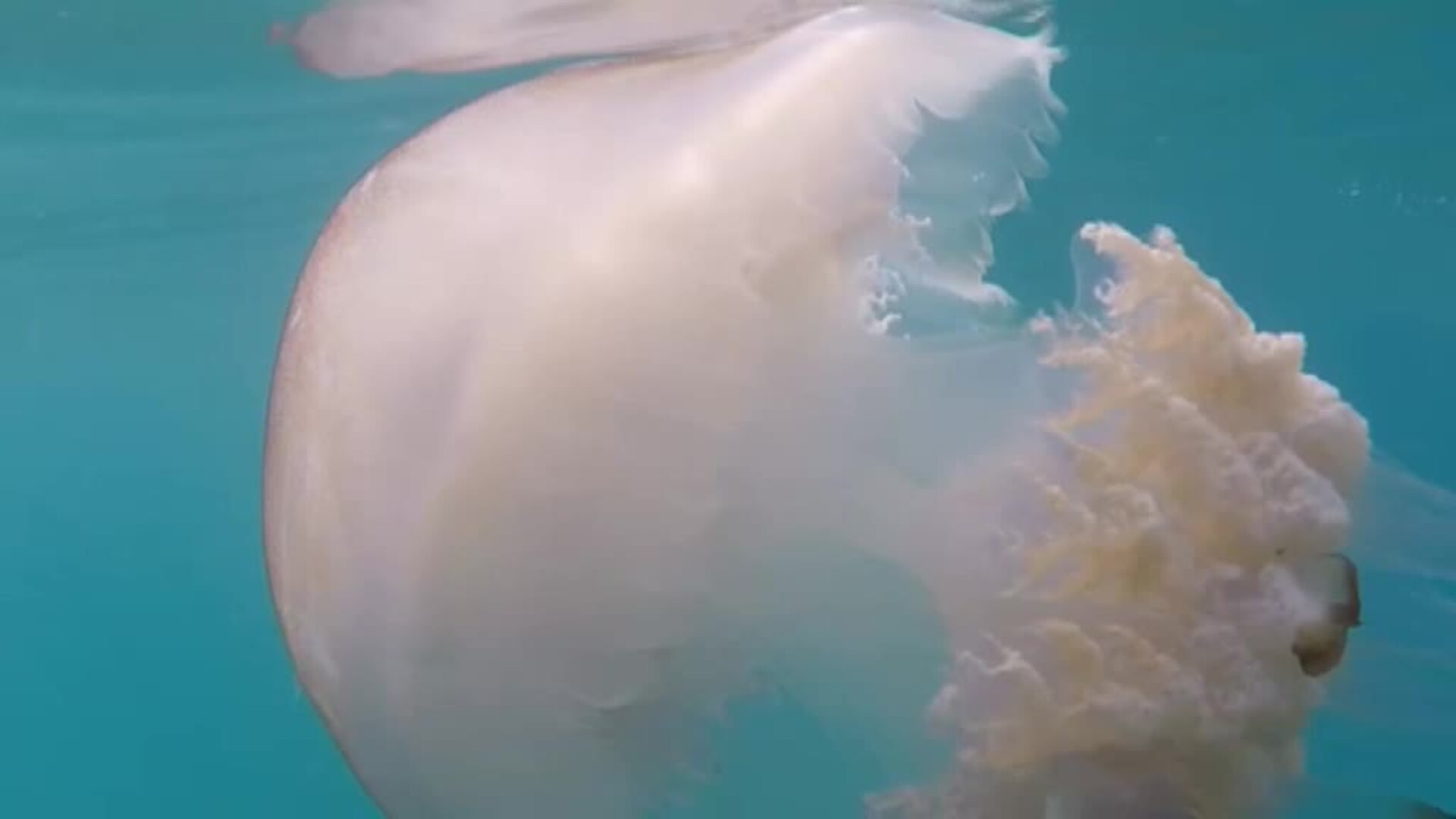 Las medusas gigantes regresan a las costas de Granada