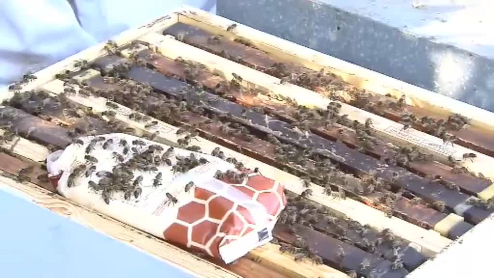 Padrinos y madrinas para 24 colmenas de abeja negra canaria