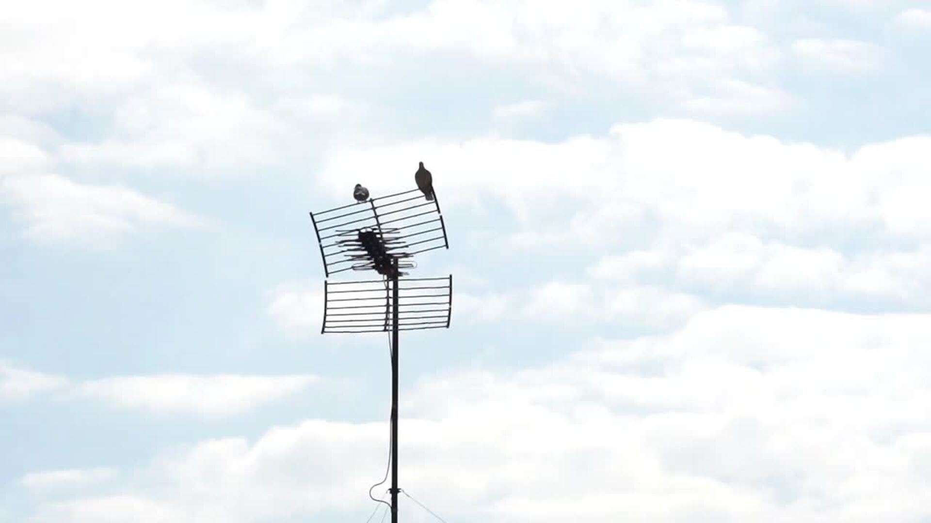 Tercer domingo de confinamiento escuchando el sonido de los pájaros