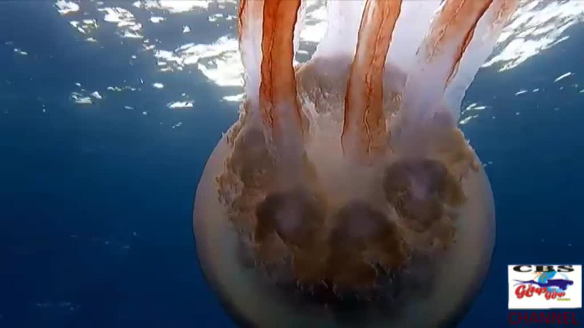 Las medusas gigantes visitan el Mediterráneo español