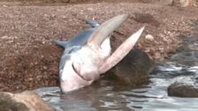 Muere el tiburón que sorprendió a los bañistas en una playa de Orihuela