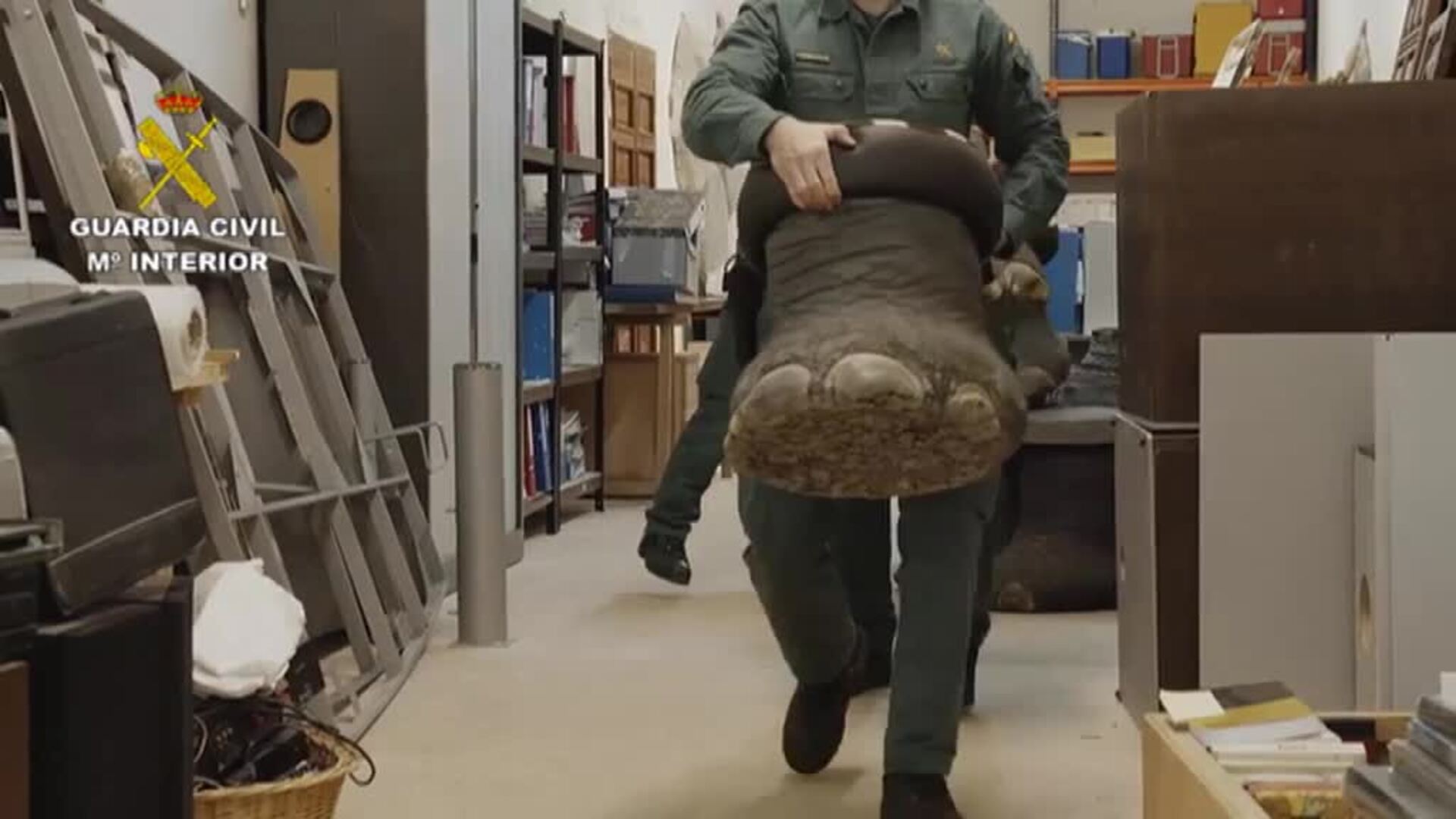 La Guardia Civil encuentra una nave con más de un millar de animales disecados