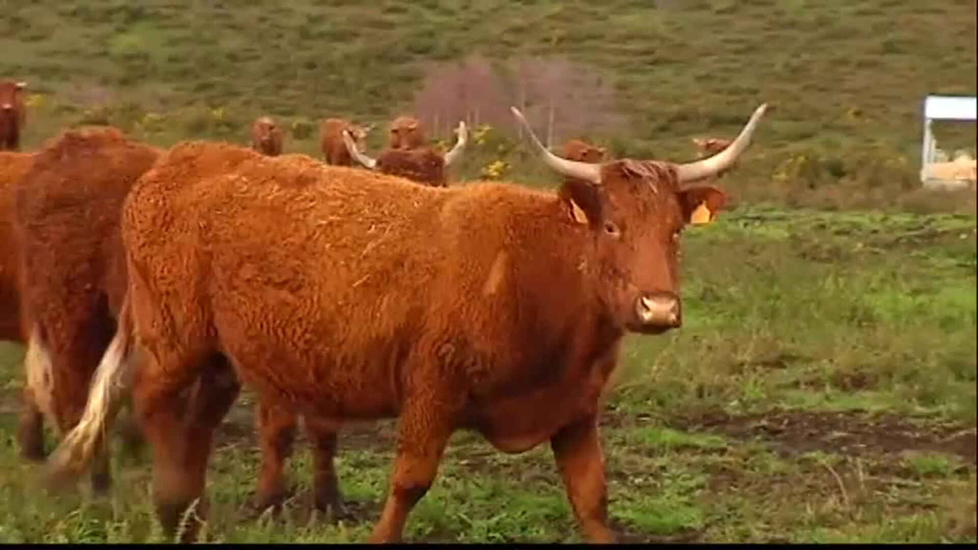La ONU propone reducir el consumo de carne para frenar el cambio climático